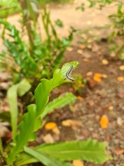 large caterpillar on a green leaf