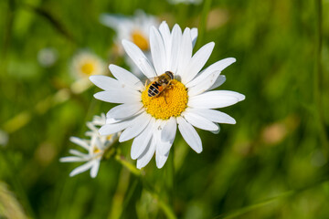 Fototapeta premium Close-up of a hoverfly on a large daisy in a blooming summer meadow