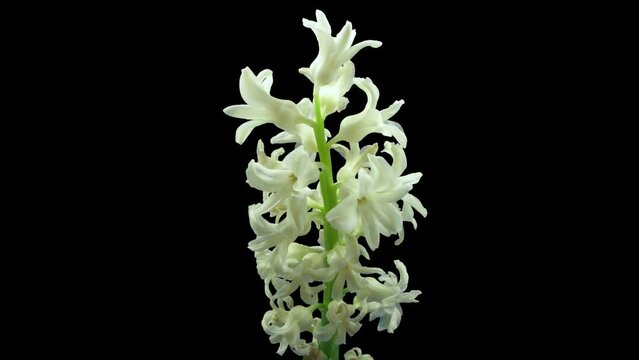 Time lapse of dying white hyacinth Christmas flower 2x3 in RGB + ALPHA matte format isolated on black background