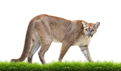 Fotobehang puma or cougar with green grass isolated on white background © Mara