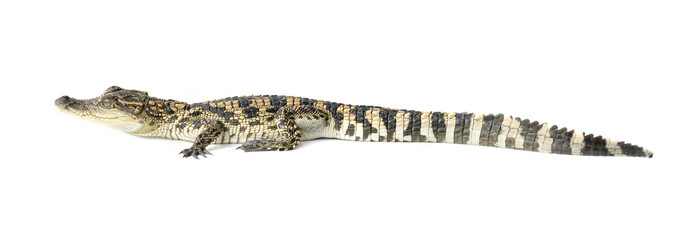young crocodile on white background