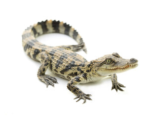 young crocodile on white background