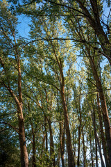 Green trees and blue sky.