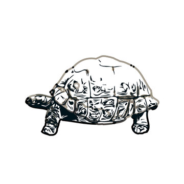 Color sketch of a freshwater turtle with transparent background