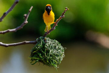 A masked weaver perched above it's nest