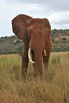 Fototapeta Słoń na safari w Kenii