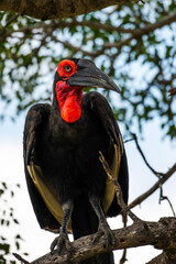 A southern ground hornbill perched in a tree, Kruger National Park , South Africa