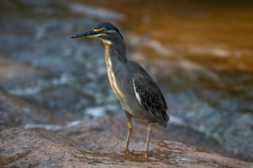 A green-backed heron hunting on rocks in a riverbed, Kruger National Park , South Africa