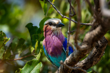 Lilac breasted  roller perched on a branch, Kruger National Park , South Africa