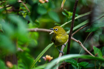 A cape white-eye perched among branches