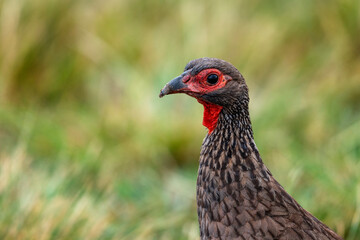 Headshot of a Swainson's francolin (spurfowl) with grass in the background