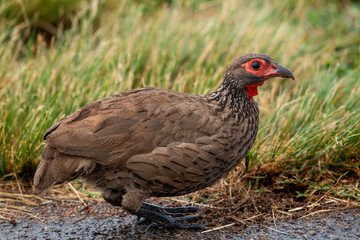 Closeup of a Swainson's francolin (spurfowl) with grass in the background