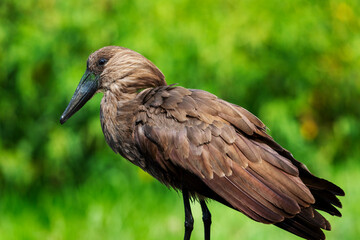 Closeup of a hamerkop against a green background