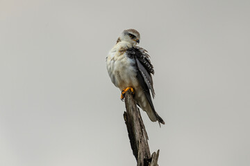 Juvenile black shouldered kite perched