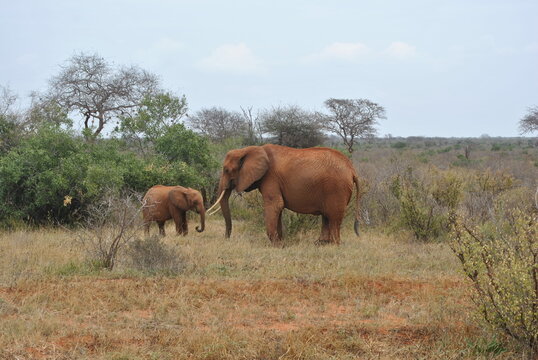 Fototapeta Słonica z młodym słonikiem