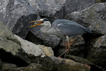 Graureiher mit Beute // Grey heron with prey (Ardea cinerea)