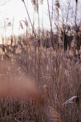 reeds in the water