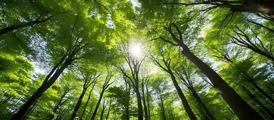 Fototapeta premium Green Forest of Beech Trees, looking up. Sun rays shining through trees, nature background 