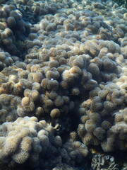 Naklejka na ściany i meble Rafa koralowa w Egipcie
