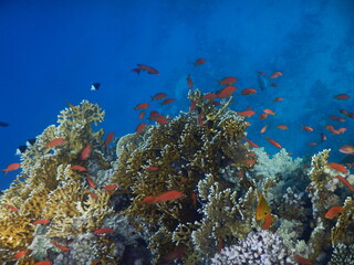 Rafa koralowa w Egipcie - obrazy, fototapety, plakaty