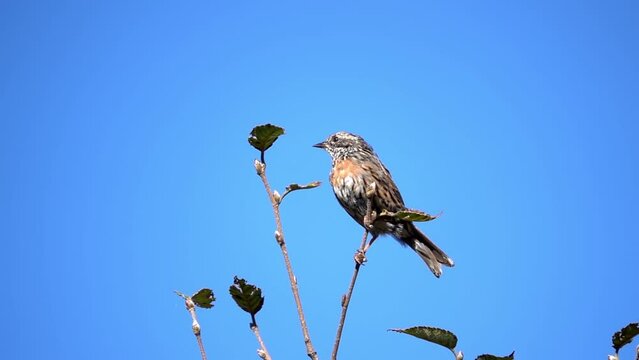 alpine accentor (Prunella collaris) bird on branch
 with clear blue sky in background, Nepal
