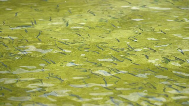 Snake River Cutthroat trout fish at a hatchery swimming around.