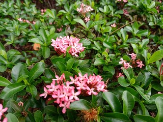 pink flowers in a garden