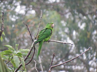 green woodpecker on a branch Arara Maritaca brazilian bird