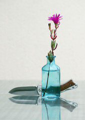 Lampranthus flower and folding knife - 609971615