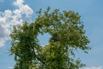 Wild Grapevine Growing In The Trees In Summer Forming A Circle