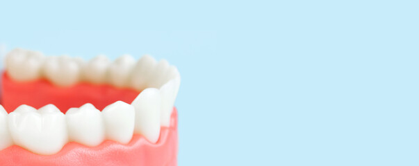 False teeth, jaws. Dentistry instruments and dental hygienist checkup concept Close up, Model of jaw is used by dentist to demonstrate how human teeth and jaw works on blue background.