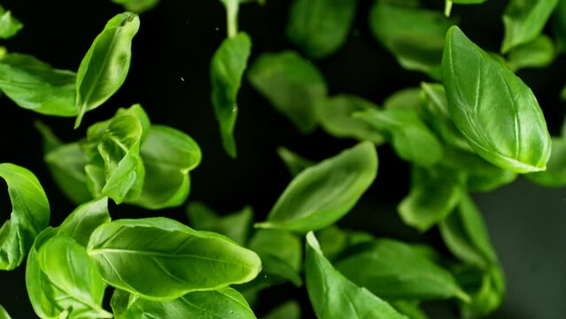 Super slow motion of rotating basil leaves on black background. Ultimate perspective and motion. Filmed on high speed cinema camera, 1000 fps. Camera placed on high speed cine bot, following object.