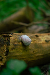 snail on a tree