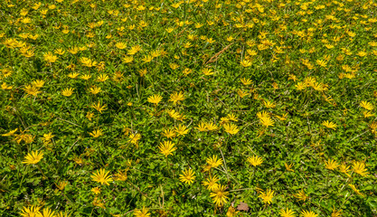 a cheerful green meadow filled with yellow daisies