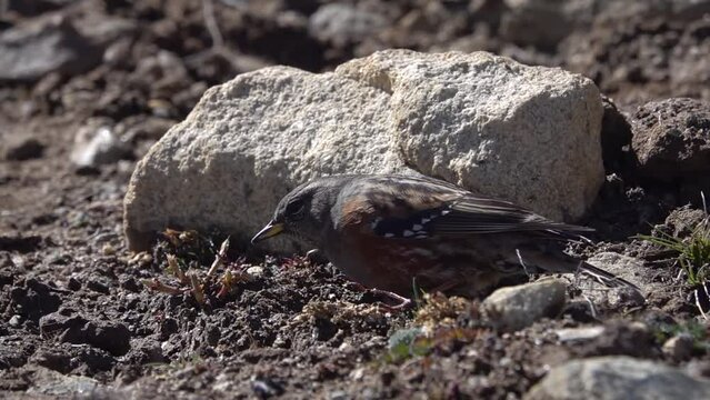 alpine accentor (Prunella collaris) bird on ground 
searching for food, Nepal, 2023
