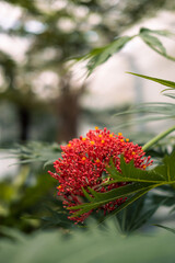 red and yellow flower