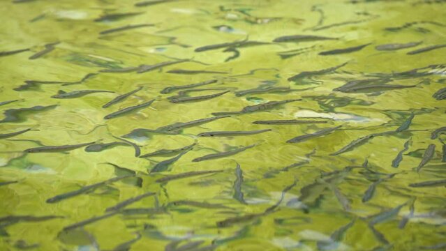 Snake RiverCutthroat trout fingerlings swimming around in a fish hatchery.