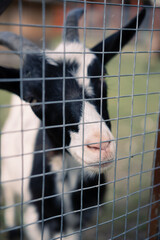 Goats on a farm