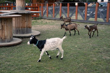Goats on a farm