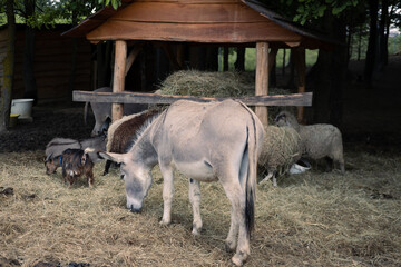 Animals on a farm