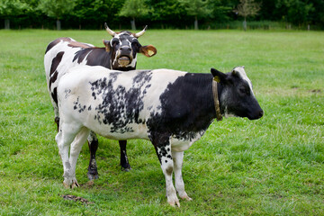 Black and white dutch cows grazing on farmland. Farming in The Netherlands. 