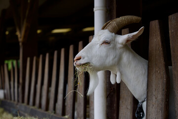 Goats eat hay or grass on the farm. Farm livestock farming for the industrial production of goat milk dairy products. The goat farm near Amsterdam, The Netherlands. 