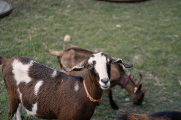 Goats on a farm

