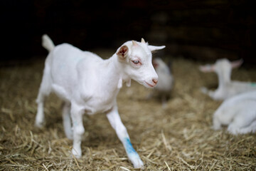 Goats at the farm near Amsterdam, The Netherlands. Farm livestock farming for the industrial production of goat milk dairy products. 