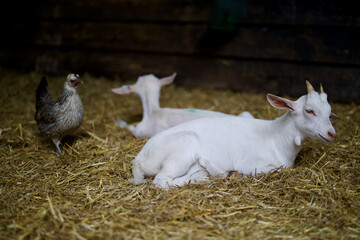 Goats at the farm near Amsterdam, The Netherlands. Farm livestock farming for the industrial production of goat milk dairy products. 