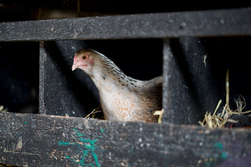 Domestic hen sits in the nest in hay inside a wooden chicken coop, agriculture, farm, poultry farming, poultry breeding. 