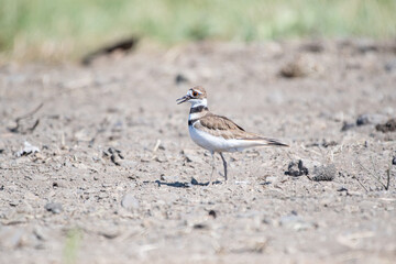 A killdeer near a nest