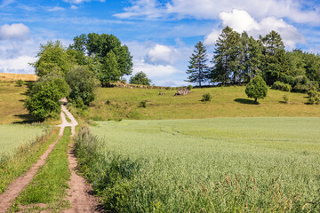 Cornfield with a dirt road in the countryside