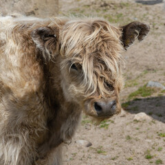 Young calf on Bodmin Moor