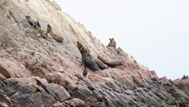 leones marinos en paracas en peru
